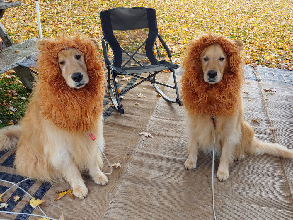 Lion Kings